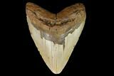 Fossil Megalodon Tooth - North Carolina #124454-1